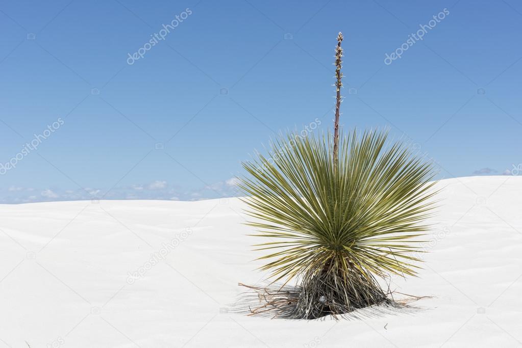 Yucca Plant At White Sands