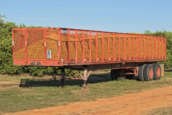 Semi Trailer Full Of Oranges — Stock Photo, Image