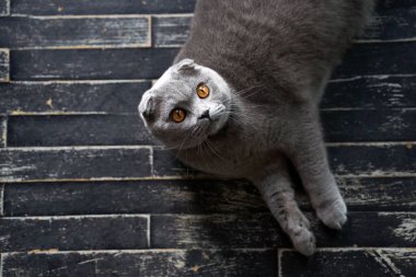 Evde katlanan bir İskoç kedisi. Yerde yatan bir hayvanın üst görünüm portresi.