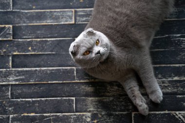 Evde katlanan bir İskoç kedisi. Yerde yatan bir hayvanın üst görünüm portresi.