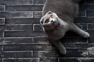 Evde katlanan bir İskoç kedisi. Yerde yatan bir hayvanın üst görünüm portresi.