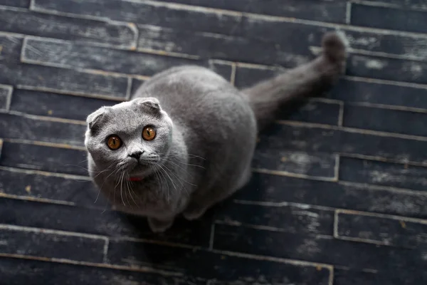 スコットランド猫を家に折りなさい。床に座っているペットのトップビューの肖像画. — ストック写真
