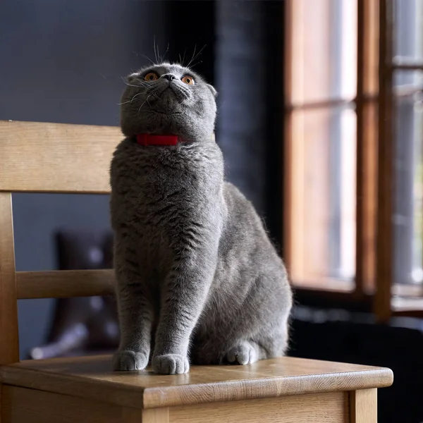 Scottish Fold indenlandske kat derhjemme. Kæledyr ser op på stolen. - Stock-foto