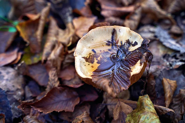 Fleecy milk-cap mushroom or lactifluus vellereus with water on the cap in wet fallen autumn leaves — Stock Photo, Image