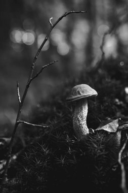 Birch bolete mantarı ya da lektinyum scabrum siyah beyaz yosunlarda yetişir.