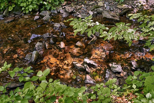 Pohled shora na malou řeku horského potoka, která teče ve stínu lesa — Stock fotografie