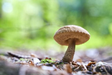 Birch bolete mantarı ya da güneşli bir ormanda yetişen leccinum scabrum. Düşük açılı çekim.