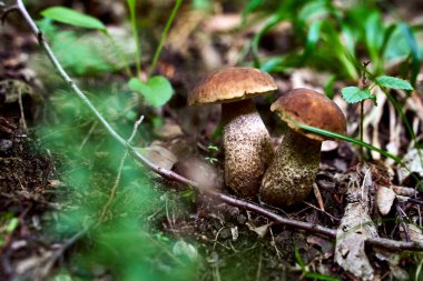 Ormanda yetişen iki huş ağacı mantarı ya da lektinyum scabrum.