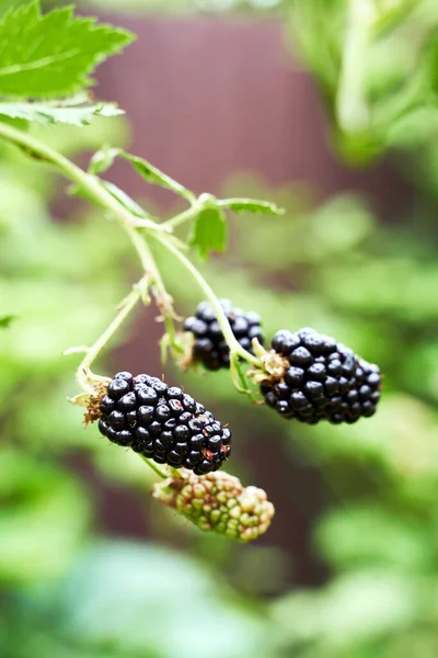 Muitos amoras-pretas orgânicas maduras crescendo em um arbusto em um jardim de verão — Fotografia de Stock