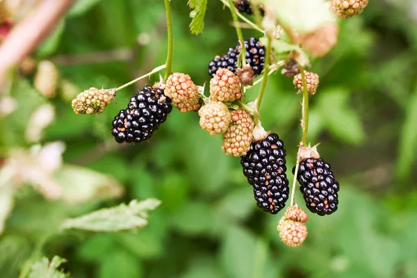 Muchas moras orgánicas maduras que crecen en un arbusto en un jardín de verano —  Fotos de Stock