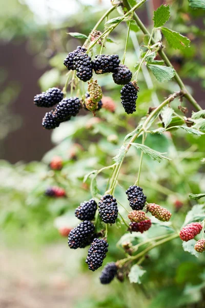 Muchas moras orgánicas maduras e inmaduras que crecen en un arbusto en un jardín de verano —  Fotos de Stock