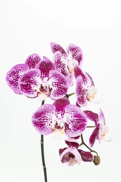 Orquídeas Phalaenopsis roxas e brancas escuras — Fotografia de Stock