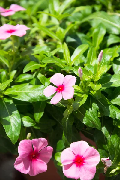 Maagdenpalm of Catharanthus roseus bloemen en knoppen — Stockfoto