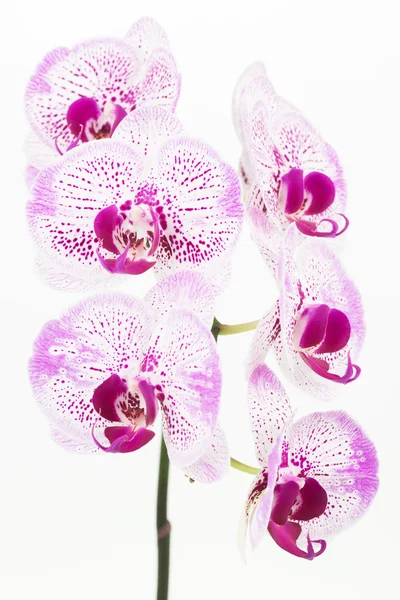 Orquídeas Phalaenopsis roxas e brancas close-up — Fotografia de Stock
