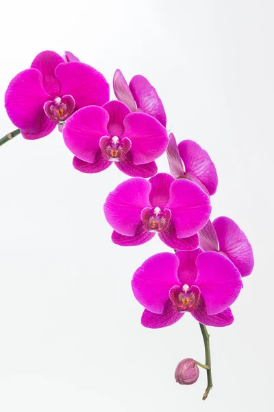 Fialové orchideje Phalaenopsis a bud — Stock fotografie