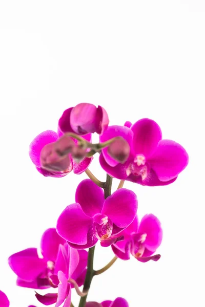 Small purple Phalaenopsis orchids — Stock Photo, Image