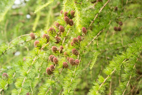 Larch pine cones close-up — Stock Photo, Image