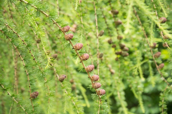 Larch pine cones in a row close-up — Stock Photo, Image