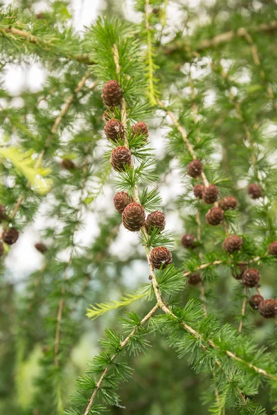 Mélèze avec cônes de pin en été — Photo