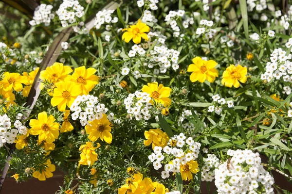 Gelbes Gänseblümchen und weiße Kuckucksblüten — Stockfoto