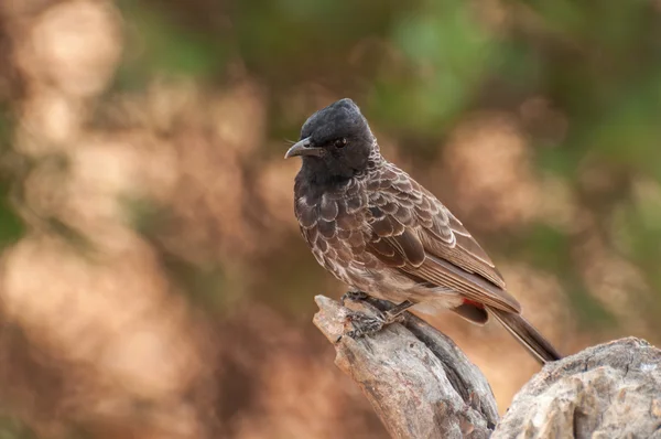 Bulbul ventilado rojo o pájaro café Pycnonotus de cerca —  Fotos de Stock