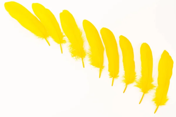 Yellow Feathers White Background — Stock Photo, Image