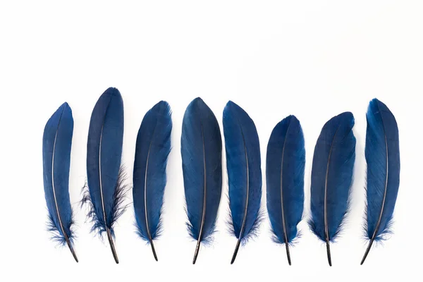Blue Feathers White Background — Stock Photo, Image