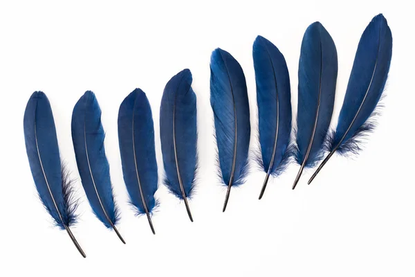 Blue Feathers White Background — Stock Photo, Image