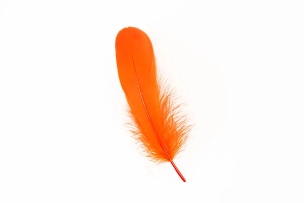 Orange Feather White Background — Stock Photo, Image