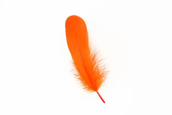 Pluma Naranja Sobre Fondo Blanco — Foto de Stock