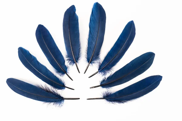 Blue Feathers White Background — Stock Photo, Image