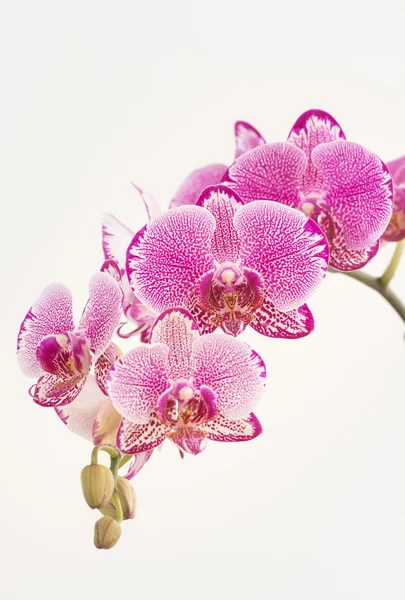 Fuchsie Phalaenopsis orchideje a pupeny zblízka — Stock fotografie