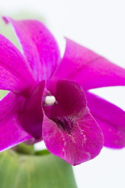 Fuchsia Dendrobium orchid extreme close-up — Stock Photo, Image