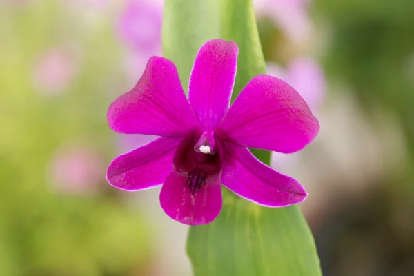 Fuşya Dendrobium orkide yakın çekim — Stok fotoğraf