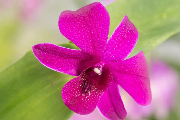 Orquídea fucsia Dendrobium primer plano —  Fotos de Stock