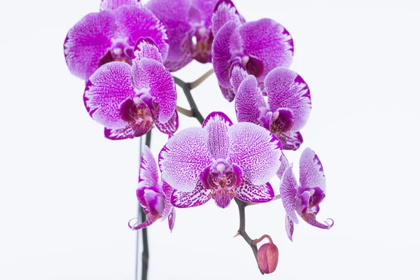 Purple Phalaenopsis Orchids and bud extreme close up — Stock Photo, Image