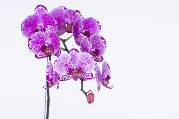 Fioletowy storczyki Phalaenopsis i pączek z bliska — Zdjęcie stockowe