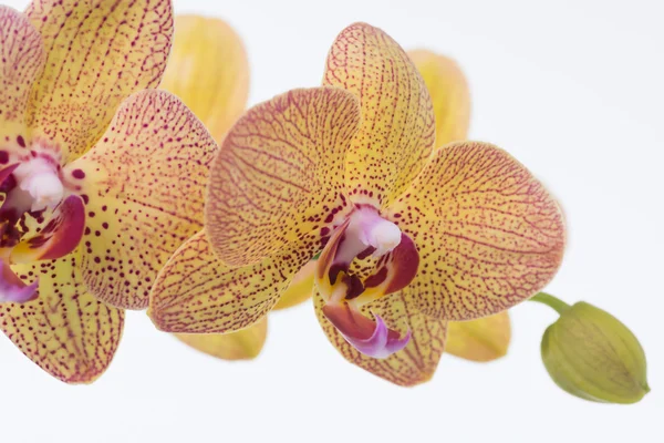 Amarelo Phalaenopsis Orquídeas e botão de perto — Fotografia de Stock