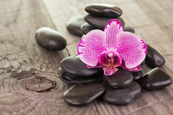 Fuchsia Moth orchid and black stones on weathered deck — Stock Photo, Image