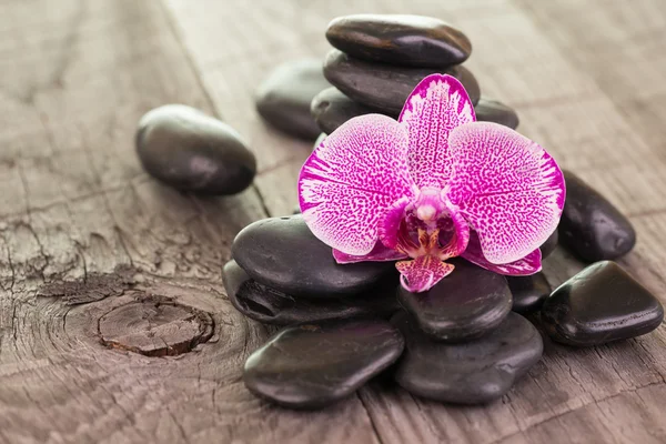 Orquídea polilla fucsia y piedras negras en cubierta erosionada — Foto de Stock