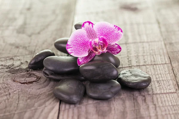 Орхидея Фуксии и черные камни на выветренной палубе — стоковое фото