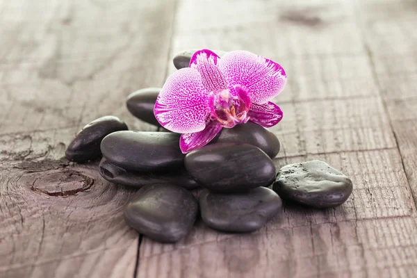 Orquídea de traça de fúcsia e pedras pretas no convés resistido — Fotografia de Stock