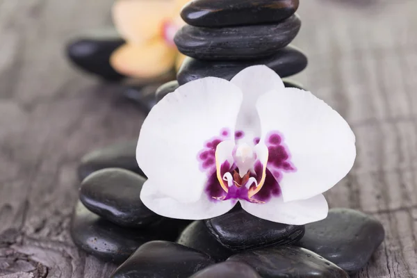 Fehér lepke orchidea és kövek a viharvert deck fekete — Stock Fotó