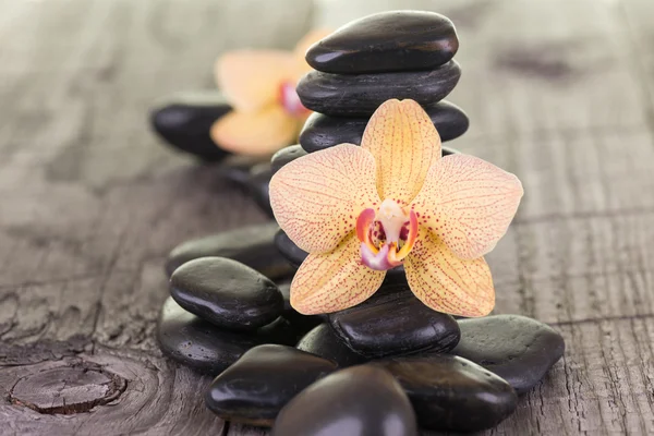 Žlutá můra orchideje a černých kamenů na zvětralých palubě — Stock fotografie