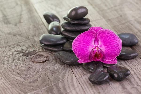 Fuchsia Phalaenopsis anggrek dan batu hitam di dek lapuk — Stok Foto