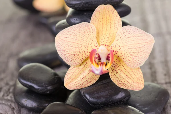 Sárga lepke orchidea és a fekete kövek közelről — Stock Fotó