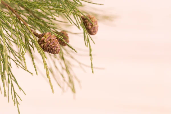 Branche de pin avec cônes de pin en gros plan — Photo