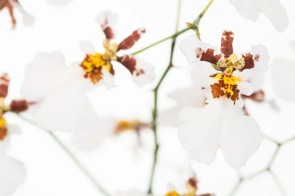 Weiße oncidium tanzende Dame Orchideen extreme Nahaufnahme — Stockfoto