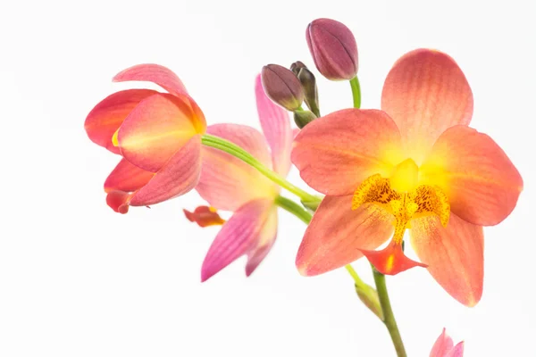 Red orange Philippine ground orchids close-up — Stock Photo, Image