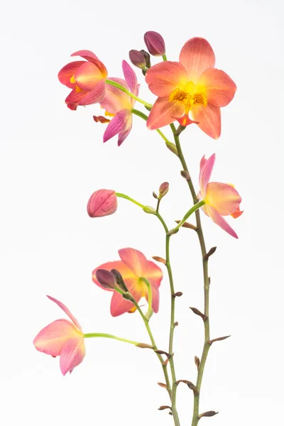 Red orange Philippine ground orchids — Stock Photo, Image